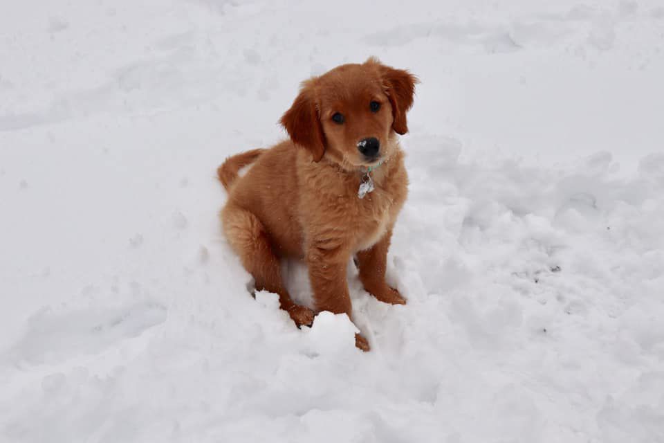 Sadie Belle